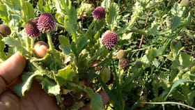 ఇది అలాంటి ఇలాంటి మొక్క కాదు..