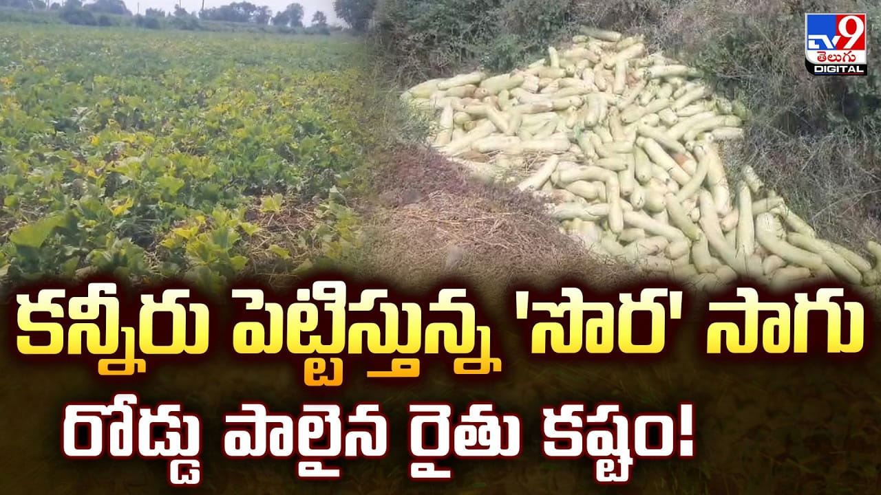 కన్నీరు పెట్టిస్తున్న 'సొర' సాగు: రోడ్డు పాలైన రైతు కష్టం కన్నీరు పెట్టిస్తున్న 'సొర' సాగు: రోడ్డు పాలైన రైతు కష్టం