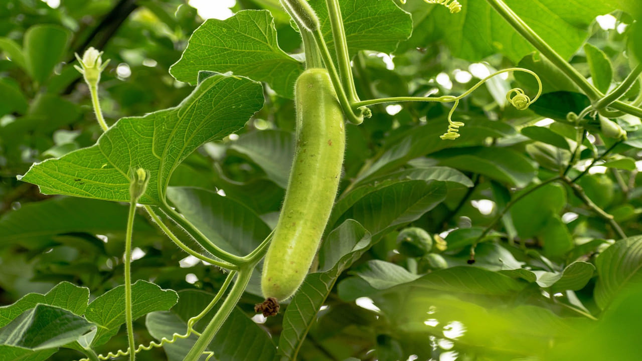 బరువు తగ్గడానికి సహకరిస్తుంది: బరువు తగ్గాలనుకునే వారికి ఇవి ఉత్తమ ఆహారం. ఇందులో కేలరీలు తక్కువగా, నీటి శాతం ఎక్కువగా ఉండటం వల్ల కడుపు నిండిన అనుభూతిని కలిగిస్తాయి, తద్వారా అధికంగా తినడాన్ని అరికడతాయి. ఈ ఆకులలో ఉండే పీచు పదార్థం (Fiber) మలబద్ధకం సమస్యను దూరం చేస్తుంది.