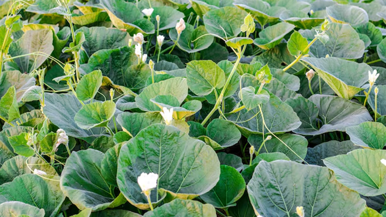 గుండె ఆరోగ్యం: ఈ ఆకులలో ఉండే పొటాషియం రక్తపోటును (Blood Pressure) నియంత్రణలో ఉంచుతుంది. ఇది గుండెపై ఒత్తిడిని తగ్గించి, గుండె జబ్బుల ముప్పును నివారిస్తుంది. ఎముకల దృఢత్వానికి అవసరమైన కాల్షియం కూడా ఈ ఆకులలో లభిస్తుంది. 