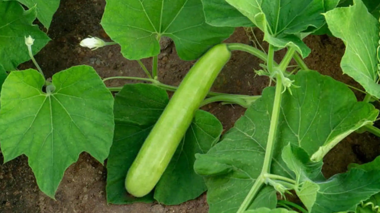 రక్తహీనత నివారణ: ఐరన్ లోపంతో బాధపడే మహిళలు, పిల్లలకు సొరకాయ ఆకులు మేలు చేస్తాయి. ఇవి రక్తంలో ఎర్ర రక్త కణాల సంఖ్యను పెంచడంలో సహాయపడతాయి. రక్తహీనతతో బాధపడేవారు ఈ ఆకులను ఆహారంలో చేర్చుకోవడం వల్ల హిమోగ్లోబిన్ స్థాయిలు పెరుగుతాయి. 