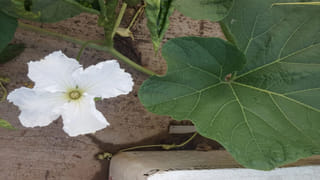 గ్యాస్ లేదనే టెన్షనే వద్దూ.. ఇలా వండితే ఎంత మందికైనా సులభంగా వండొచ్చు!