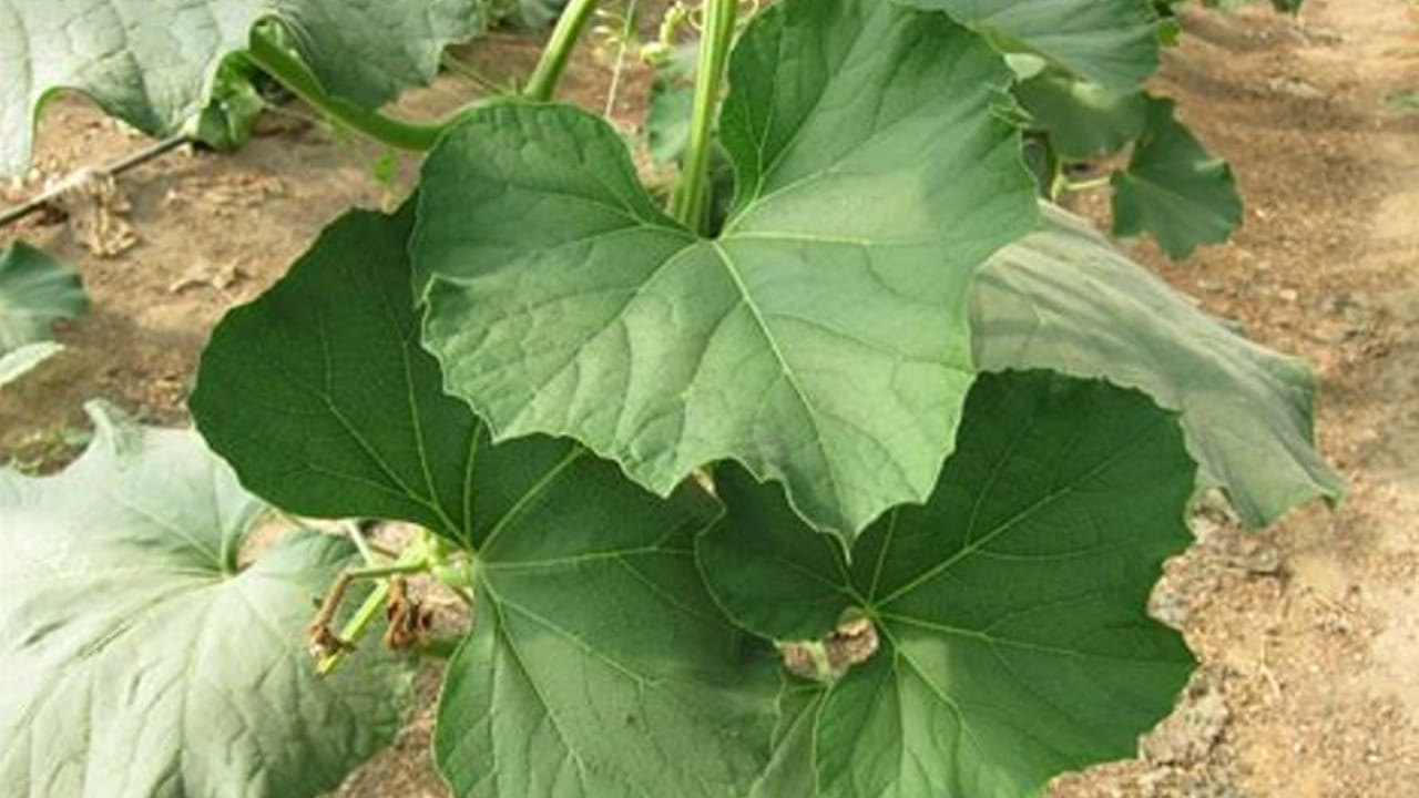 మెరిసే చర్మం: విటమిన్ సి, ఇ అధికంగా ఉండటం వల్ల చర్మం కాంతివంతంగా మారుతుంది. ఇది వృద్ధాప్య ఛాయలను తగ్గించి చర్మాన్ని యవ్వనంగా ఉంచుతుంది. సొరకాయ ఆకులను శుభ్రంగా కడిగి పప్పులో వేసుకోవచ్చు లేదా కూరగా వండుకోవచ్చు. వీటిని ఇతర కూరగాయలతో కలిపి జ్యూస్ లాగా కూడా తీసుకోవచ్చు. సొరకాయ ఆకులు కేవలం పల్లెటూళ్లలో దొరికే సాధారణ ఆకులు మాత్రమే కాదు, ఇవి పోషకాల గని. మీ రోజువారీ ఆహారంలో వీటిని చేర్చుకోవడం ద్వారా ఖర్చు లేకుండా ఆరోగ్యాన్ని సొంతం చేసుకోవచ్చు.