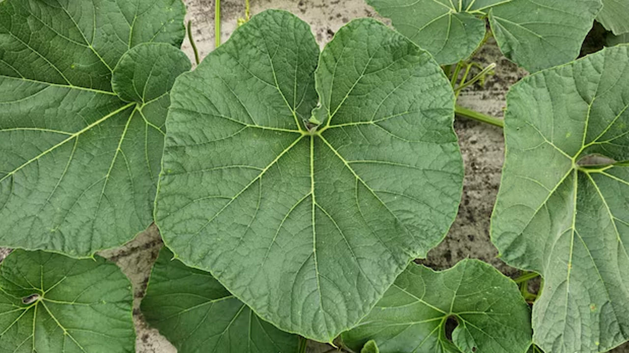 జీర్ణక్రియ మెరుగుపడుతుంది: సొరకాయ ఆకులలో విటమిన్ ఎ, విటమిన్ సి, ఐరన్, మెగ్నీషియం, పొటాషియం వంటి పోషకాలు పుష్కలంగా ఉంటాయి. ఇవి ముఖ్యంగా జీర్ణక్రియను మెరుగుపరచడంలో, బరువు తగ్గడంలో కీలక పాత్ర పోషిస్తాయి. సొరకాయ ఆకులలో ఫైబర్ కంటెంట్ ఎక్కువగా ఉంటుంది. ఇది జీర్ణవ్యవస్థను శుభ్రపరుస్తుంది. గ్యాస్, ఎసిడిటీ, మలబద్ధకం వంటి సమస్యల నుండి ఉపశమనం కలిగిస్తుంది.