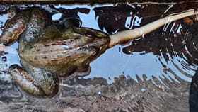 తగ్గేదేలే.. కప్ప పామును వేటాడితే ఎట్టా ఉంటదో తెలుసా..?