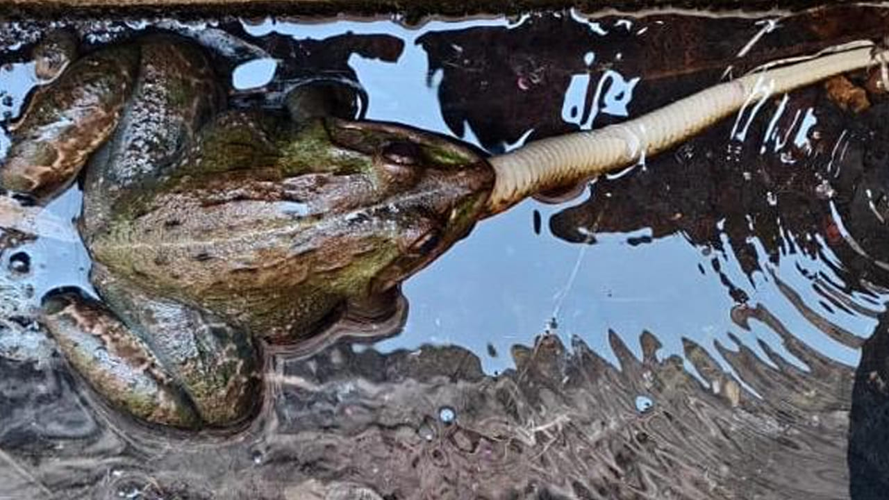 తగ్గేదేలే.. కప్ప పామును వేటాడితే ఎట్టా ఉంటదో తెలుసా..?