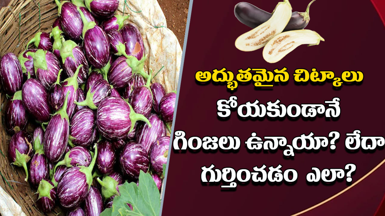 Brinjal Tips: వంకాయలు కోయకుండానే గింజలు ఉన్నాయో లేవో ఇలా గుర్తించండి.. అద్భుతమైన చిట్కాలు!