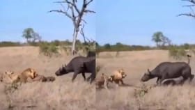 ఒళ్లు గగుర్పాటుకు గురి చేస్తున్న గెదె-సింహాల ఫైట్..!