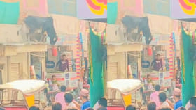 ఓరీ దేవుడో ఈ ఎద్దును ఒలంపిక్స్‌కి పంపిస్తే.. కప్పు పక్కా బిగులూ.!