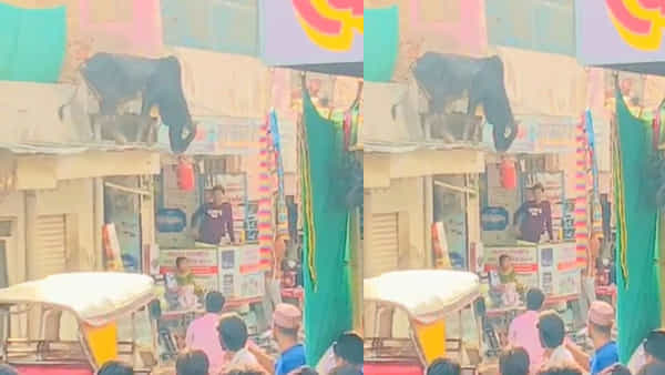 ఓరీ దేవుడో ఈ ఎద్దును ఒలంపిక్స్కి పంపిస్తే.. కప్పు పక్కా బిగులూ..! ఆ జంపింగ్ ఏంట్రా సామీ