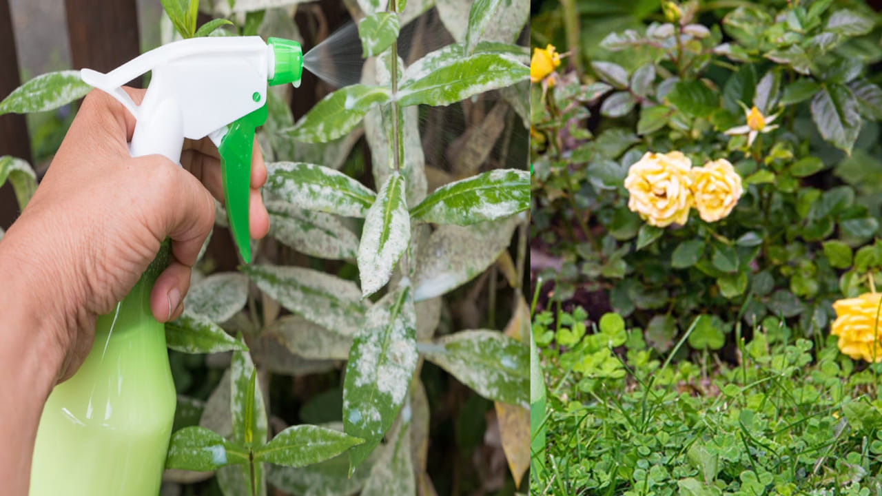 పుల్లటి మజ్జిగ స్ప్రే (Buttermilk Spray): బాగా పులిసిన మజ్జిగను నీటితో కలిపి మొక్కలపై స్ప్రే చేయడం వల్ల అవి ఫంగల్ ఇన్ఫెక్షన్ల బారి నుండి తప్పుకుంటాయి. మజ్జిగలోని మంచి బ్యాక్టీరియా మొక్కల ఆకులు పచ్చగా, ఆరోగ్యంగా ఉండటానికి తోడ్పడుతుంది. ఇది వేసవిలో మొక్కలకు చల్లదనాన్ని ఇస్తుంది.
