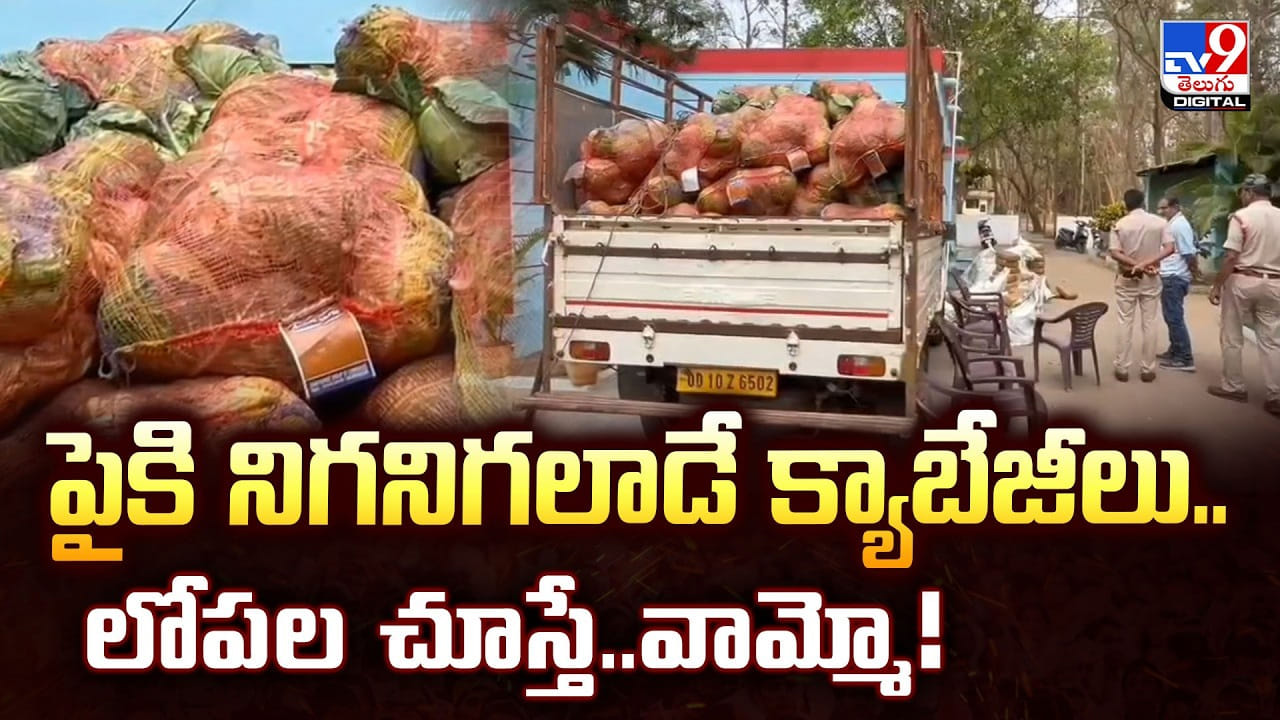 పైకి నిగనిగలాడే క్యాబేజీలు.. లోపల చూస్తే.. వామ్మో