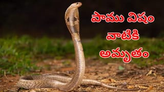 గ్యాస్‌ కొరత పుకార్లు.. ఏకంగా అక్కడి నుంచే LPG సిలిండర్ల ఎత్తుకెళ్లారు! ఎక్కడంటే..?