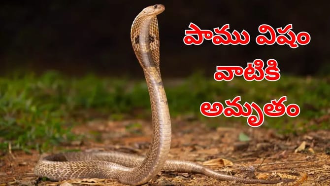 పాములను బతికుండగానే తినే ఈ జంతువు గురించి తెలిస్తే ..