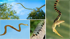 ఇదో వింత పాము.. ఎగిరెగిరి చంపుతుంది.. ఈ రహస్యాలు తెలిస్తే..