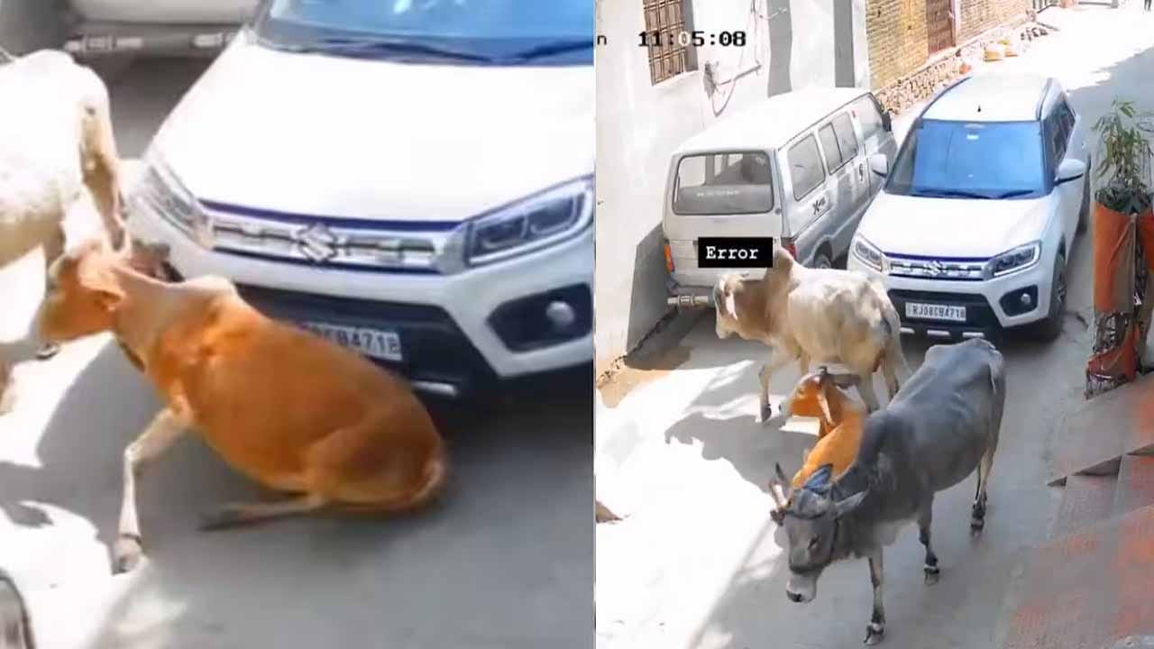 రోడ్డు మీద కూర్చున్న గోమాతను ఈడ్చుకెళ్లిన కారు.. ఒళ్లు గగుర్పాటుకు గురి చేస్తున్న వీడియో!