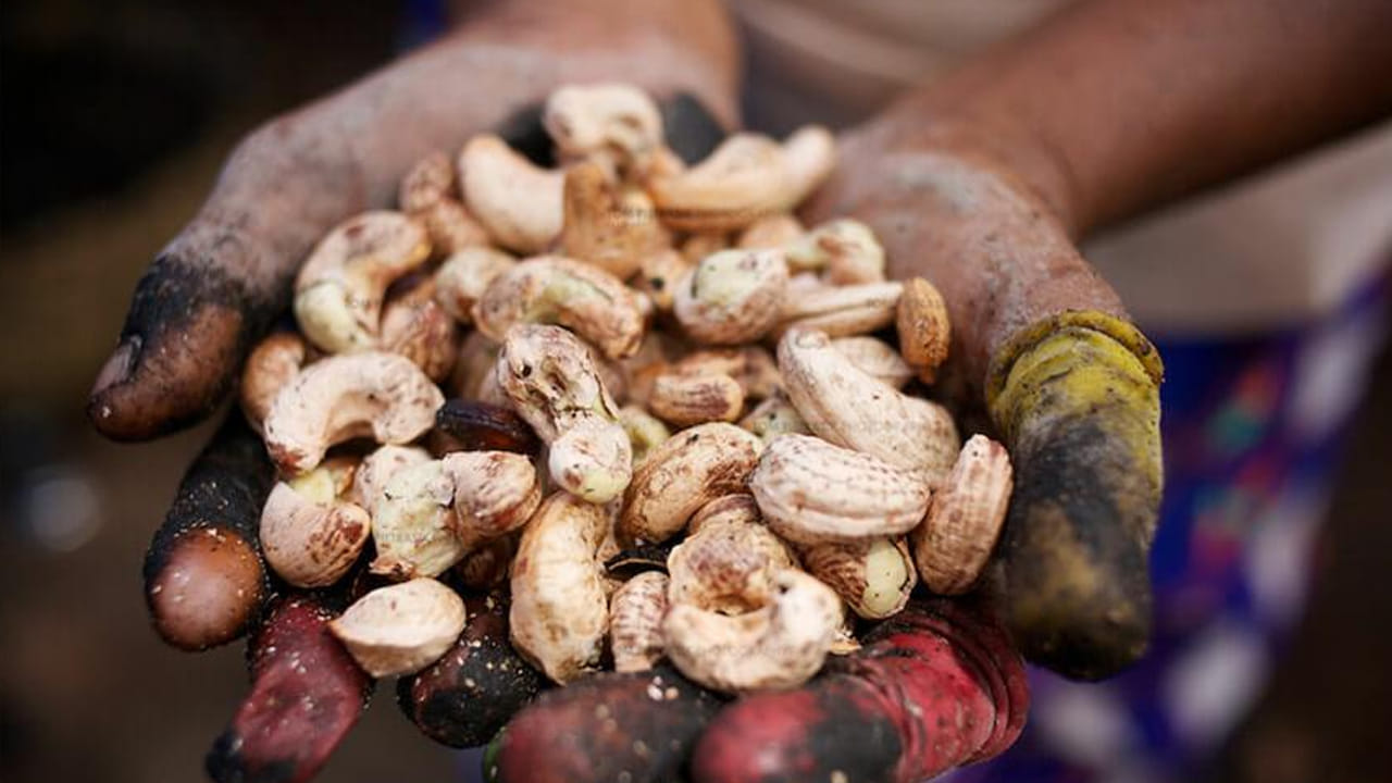 తోటల్లో పండే పచ్చి జీడి పిక్కలు మనం తినే తెల్లని జీడిపప్పుగా మారడానికి సుమారు ఎనిమిది రోజుల సమయం పడుతుంది. ఆంధ్రప్రదేశ్లోని జీడిపప్పు ప్రాసెసింగ్ యూనిట్లలో జరిగే ఈ సంక్లిష్ట ప్రక్రియలో అనేక దశలు ఉంటాయి. ఈ ప్రయాణం రైతులు పిక్కలను సేకరించడంతో మొదలై, చివరకు ప్యాకెట్లలోకి చేరడంతో ముగుస్తుంది.