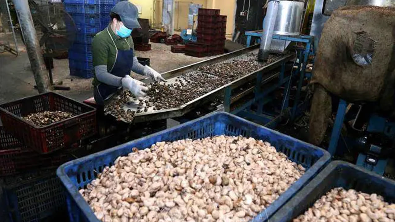 చల్లబడిన పిక్కలను షెల్లింగ్ మెషీన్‌లలోకి పంపిస్తారు. వియత్నాం నుంచి దిగుమతి చేసుకున్న హైటెక్ మెషీన్‌లు గంటకు 800 కిలోల పచ్చి జీడి పిక్కలను షెల్ చేస్తాయి. షెల్లింగ్ ద్వారా తొక్క నుంచి వేరు చేయబడిన జీడిపప్పును ట్రేలలో నింపుతారు. ఆపై, ఈ ట్రేలను 9 గంటల పాటు హాట్ చాంబర్‌లో ఉంచి, దానిపై ఉండే ఎరుపు పొర(హస్క్)ను తొలగిస్తారు. పొర తొలగిన తర్వాత, పప్పు దెబ్బతినకుండా ఉండేందుకు 4 గంటల పాటు చల్లబరుస్తారు. చివరగా, పీలింగ్ మెషిన్ ద్వారా జీడిపప్పుపై ఉన్న ఎర్రని పొరను 70 శాతం వరకు తొలగిస్తారు. మిగిలిన 30 శాతం పొరను మ్యానువల్‌గా తొలగిస్తారు.