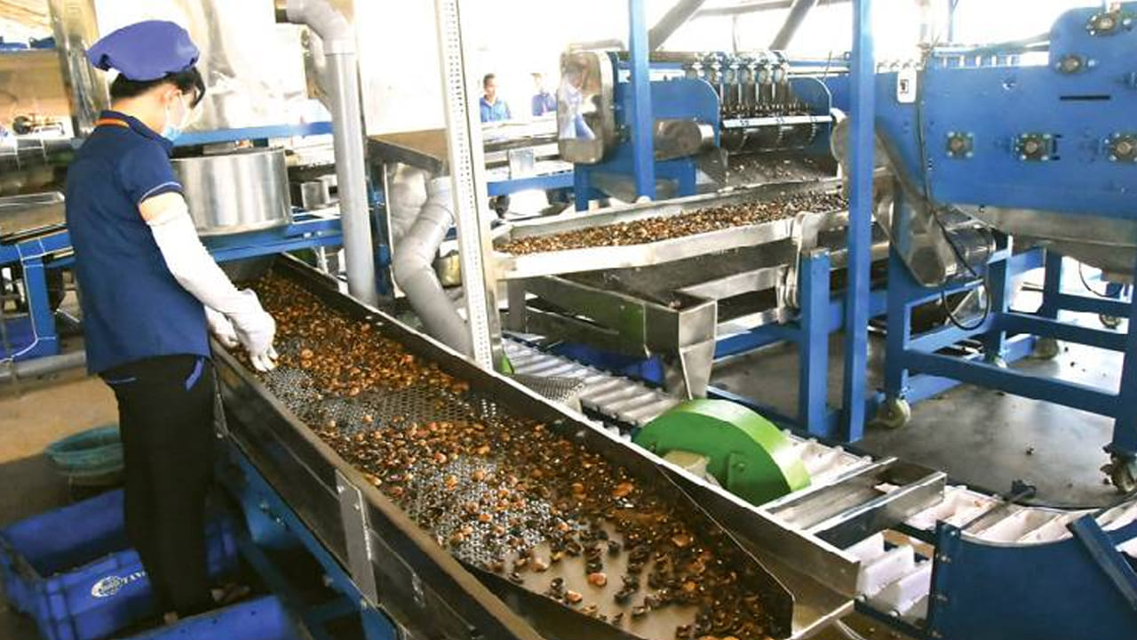 శుభ్రం చేసిన పిక్కలను షెల్లింగ్ మెషీన్‌లకు అనుగుణంగా నాలుగు సైజులుగా విభజిస్తారు. చిన్న యూనిట్లలో ఈ సైజింగ్ పనిని మనుషులు చేస్తారు. సైజింగ్ తర్వాత, పిక్కలను వేడి నీటితో శుభ్రంగా కడిగి, వాటిపై ఉన్న దుమ్ము తొలగిస్తారు. అనంతరం, గట్టి తొక్కను మృదువుగా చేయడానికి ప్రత్యేక కుక్కర్‌లలో ఉడకబెడతారు. ఉడకబెట్టిన తర్వాత, పిక్కలను 24 గంటల పాటు చల్లబరుస్తారు. ఈ దశ పిక్కను షెల్లింగ్‌కు సిద్ధం చేస్తుంది.