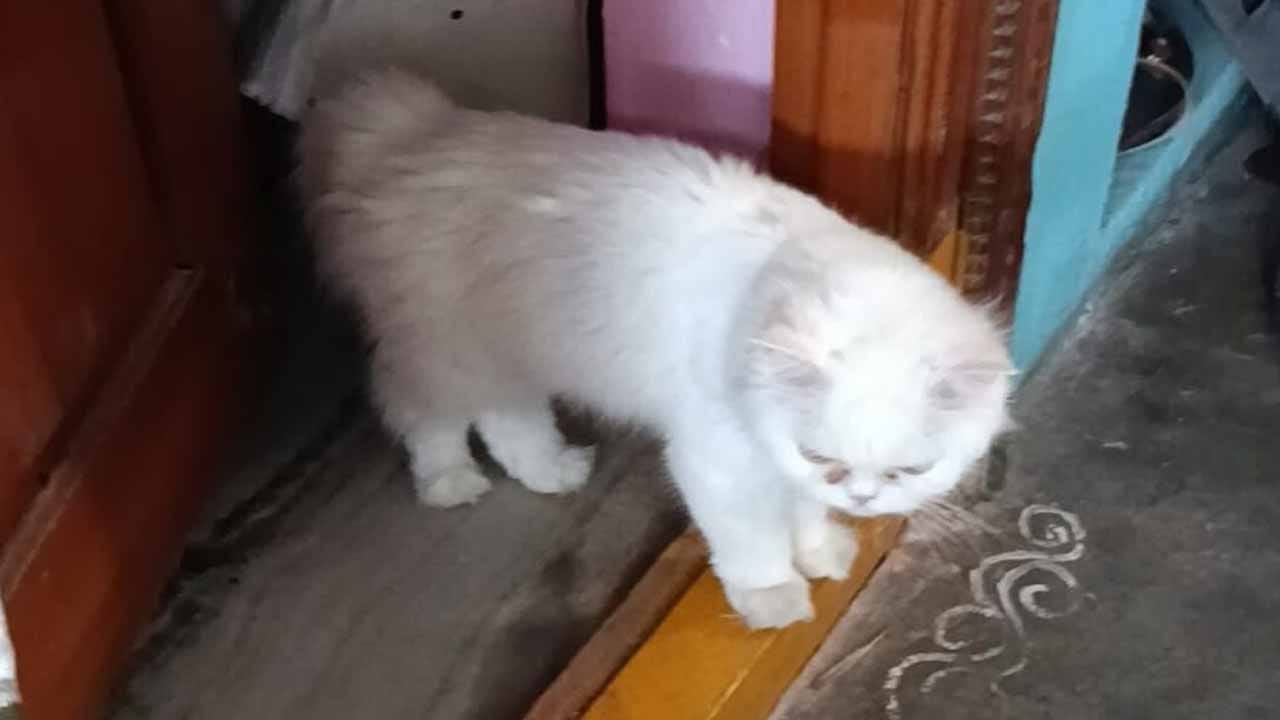 బీఎస్సీ చదివే ఈ యువతి.. మరీ ఇంత సెన్సిటీవా? పిల్లి చనిపోవడం తట్టుకోలేకపోయిందా?