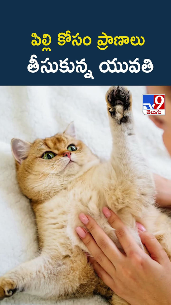 పిల్లి కోసం ప్రాణాలు తీసుకున్న యువతి