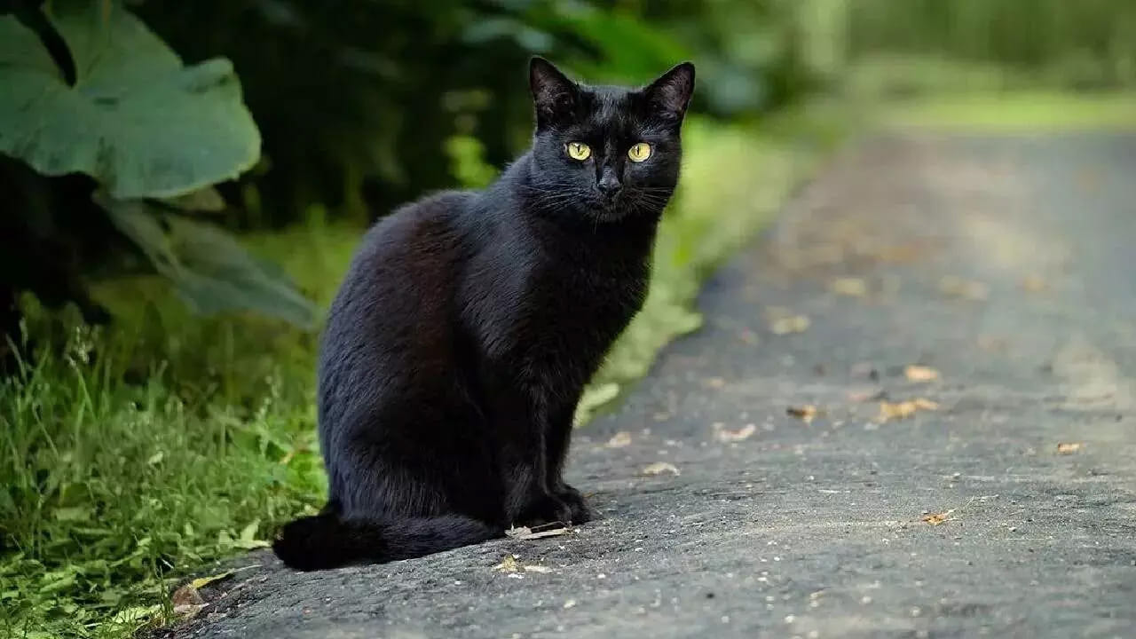 కేవలం పిల్లులు మాత్రమే కాకుండా,  ప్రయాణం సమయంలో పాము ఎదురు రావడం కూడా మంచిది కాదంట, ఇది రాబోయే ప్రమాదం లేదా శత్రభయాన్ని సూచిస్తుందంట. ఇటువంటి సమయంలో చాలా జాగ్రత్తగా ఉండాలి. అలాగే ఇంటి నుంచి బయటకు వెళ్లేటప్పుడు కాకి ఎదురు రావడం, కాకి అరవడం చూడటం కూడా చాలా అశుభకరం, ఇది ప్రాణానికి ముప్పు లేదా మరణ వార్తను సూచిస్తుందంట.