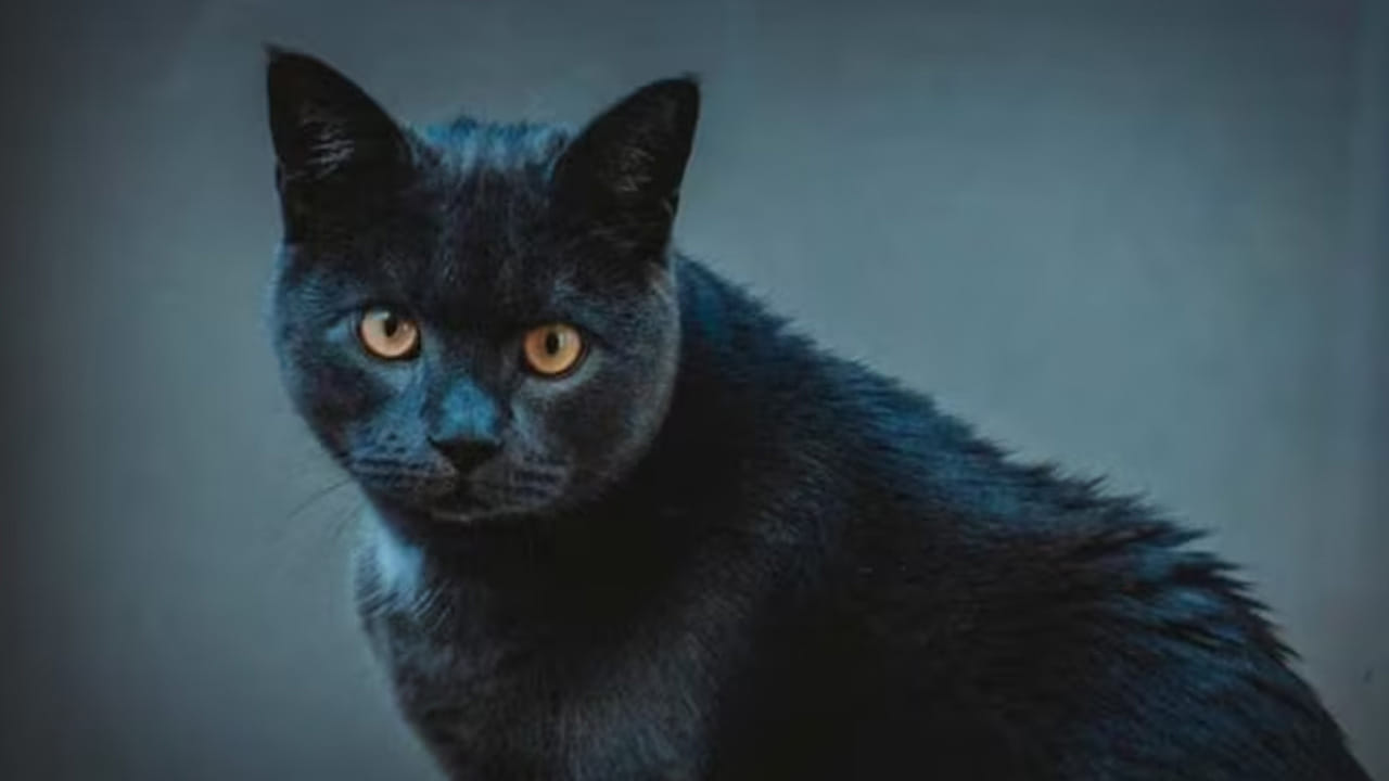 మంచి పనులు లేదా, ఏదైనా శుభకార్యాల కోసం బయటకు వెళ్లే సమయంలో పిల్లి ఎదురు రాకూడదు. ఇది అపశకునం అంటారు. ఇది మూఢనమ్మకం అయినప్పటికీ ఇప్పటికీ చాలా మంది దీనిని నమ్ముతున్నారు. ముఖ్యంగా ఎప్పుడూ బయటకు వెళ్లినా అస్సలే నల్ల పిల్లి ఎదురు రాకూడదు, ఇది ఎదరు అవుతే పని మధ్యలోనే ఆగిపోవడం లేదా ఏదైనా అశుభవార్త వింటారు అని నమ్ముతారు.