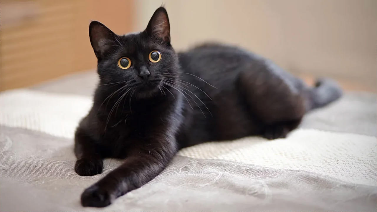 నోట్ : ఈ వార్తలలో ఇవ్వబడిన సమాచారం మత విశ్వాసాలపై ఆధారపడి ఉంది. పాఠకుల ఆసక్తి మేరకు.. పలువురు పండితుల సూచనలు, వారి తెలిపిన అంశాల ఆధారంగా అందించినవి మాత్రమే.. వీటిలో ఎలాంటి శాస్త్రీయ ఆధారాలు లేవని పాఠకులు గమనించాలి. టీవీ9 తెలుగు దీనిని ధృవీకరించలేదు