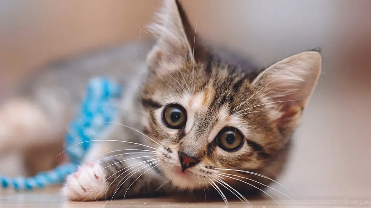 Telangana: అయ్యో.. ఘోరం.. వృద్ధురాలిని పీక్కుతిన్న పెంపుడు పిల్లులు..