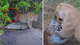 తన బిడ్డల కోసం సింహంతోనే తలపడ్డ చిరుత.. ఒళ్లు గగుర్పొడిచే వీడియో