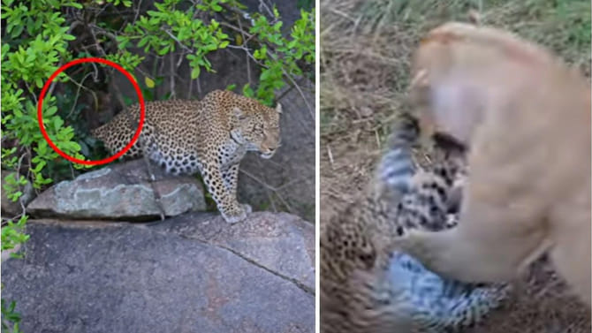 చిరుతపులి, సింహం తలపడితే ఎలా ఉంటుందో తెలుసా..? వైరల్ వీడియో