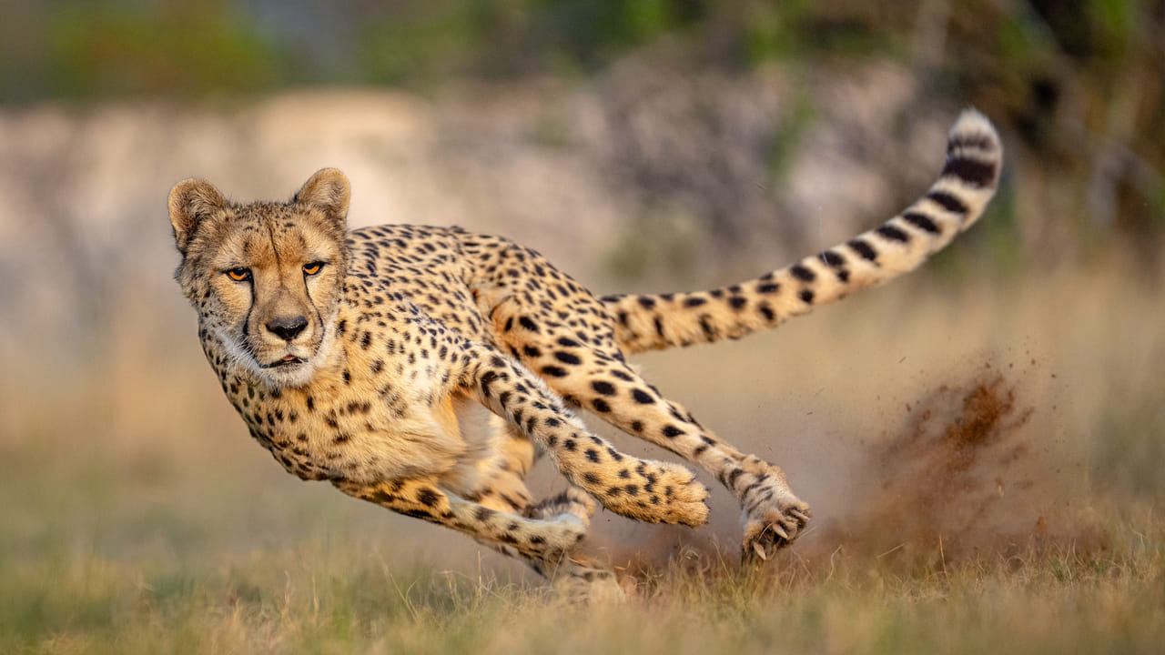 Cheetah: చిరుత ఎదురుపడినప్పుడు ఇది వినిపిస్తే చాలు.. తోక ముడిచి వెనక్కి పారిపోతుంది