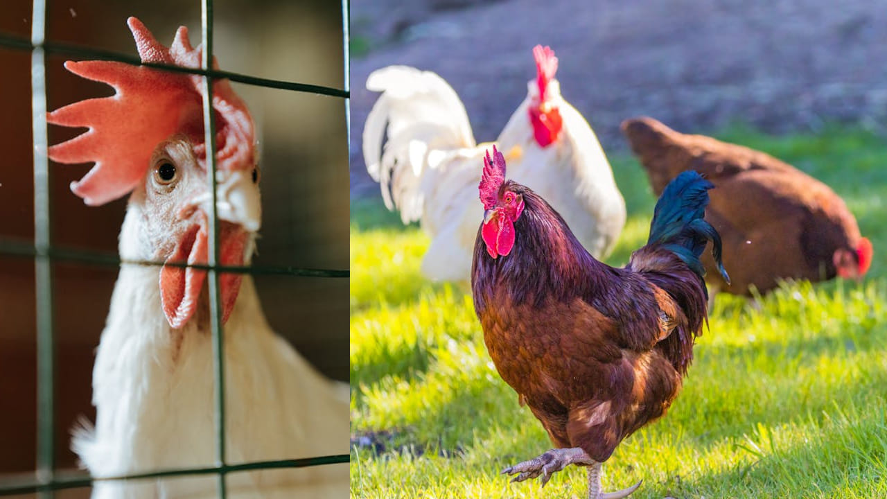 Chicken: చికెన్ ప్రియులకు అలర్ట్.. కొక్కర వ్యాధితో వేలాది కోళ్ల మృత్యువాత.. ఇలాంటి లక్షణాలు కనిపిస్తే..