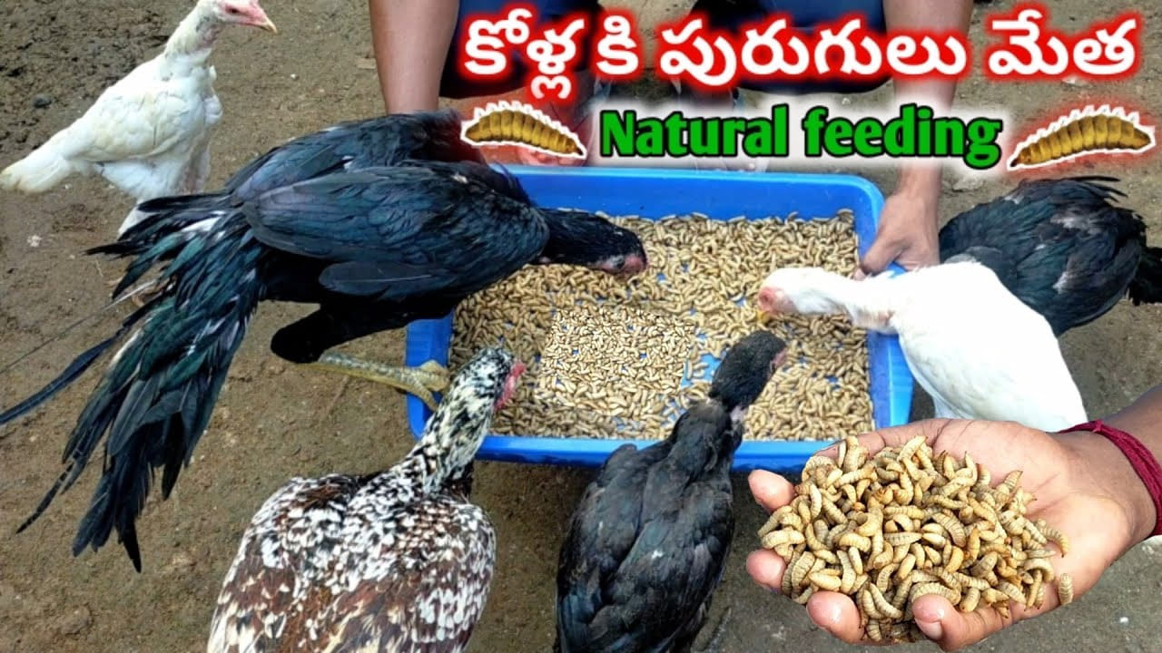 కోళ్లకి మేత ఖర్చు తగ్గించుకోవడం చాలా ఈజీ.. ఈ టిప్స్ ఫాలో అవ్వండి