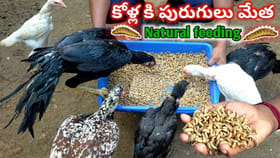 కోళ్లకి మేత ఖర్చు తగ్గించుకోవడం చాలా ఈజీ..