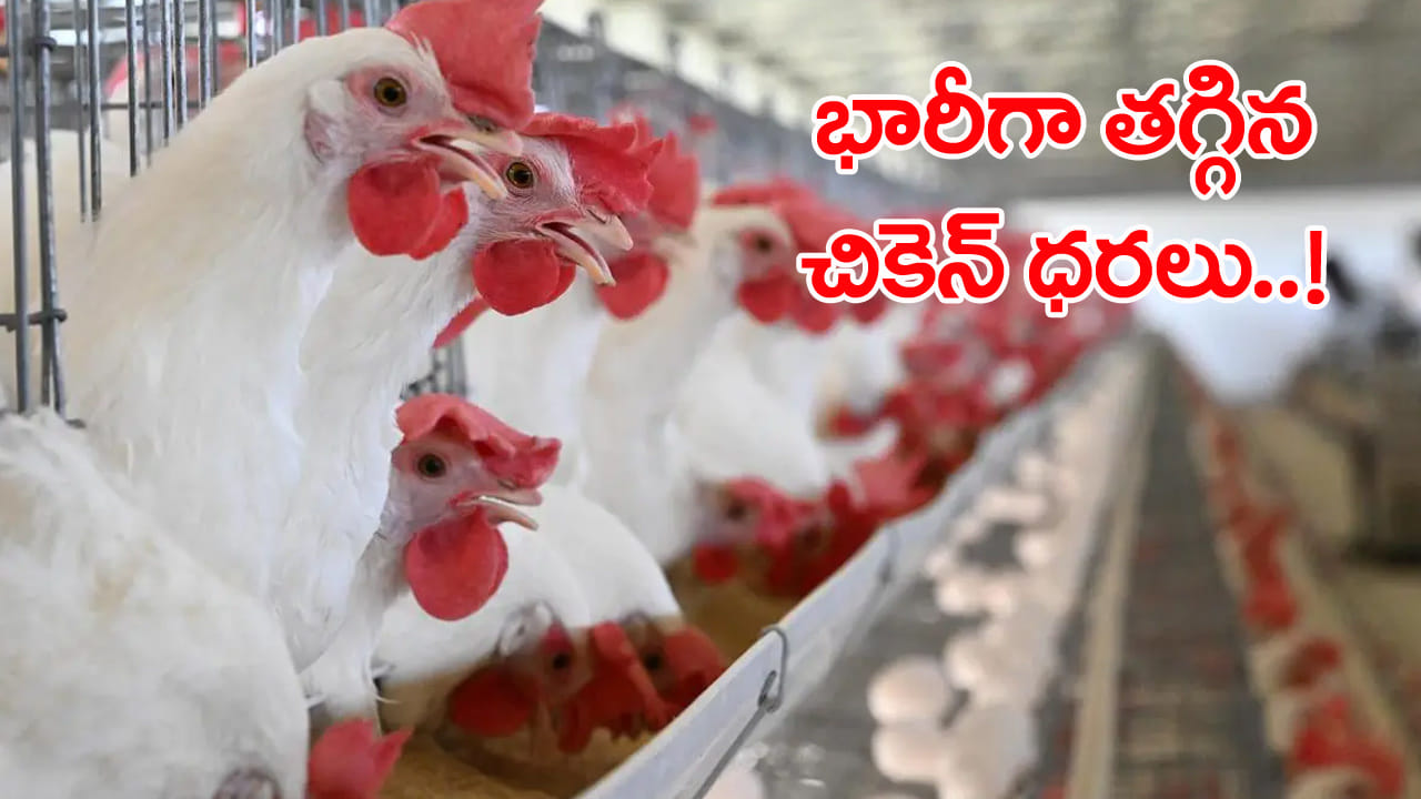 Chicken Price Today: మాంసం ప్రియులకు నోరూరించే వార్త.. భారీగా తగ్గిన చికెన్ ధరలు! ప్రస్తుతం కిలో ఎంతంటే..