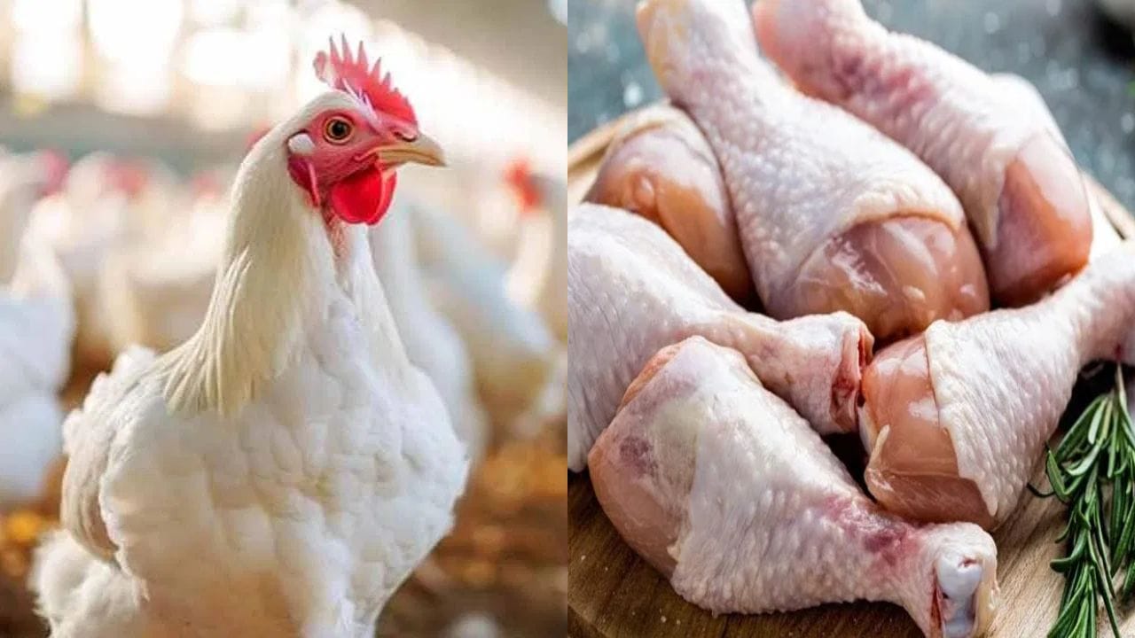 Chicken Prices: చికెన్ ప్రియులకు గుడ్ న్యూస్.. ఒక్కసారిగా పడిపోయిన చికెన్ ధరలు.. కిలో ఎంతంటే..?