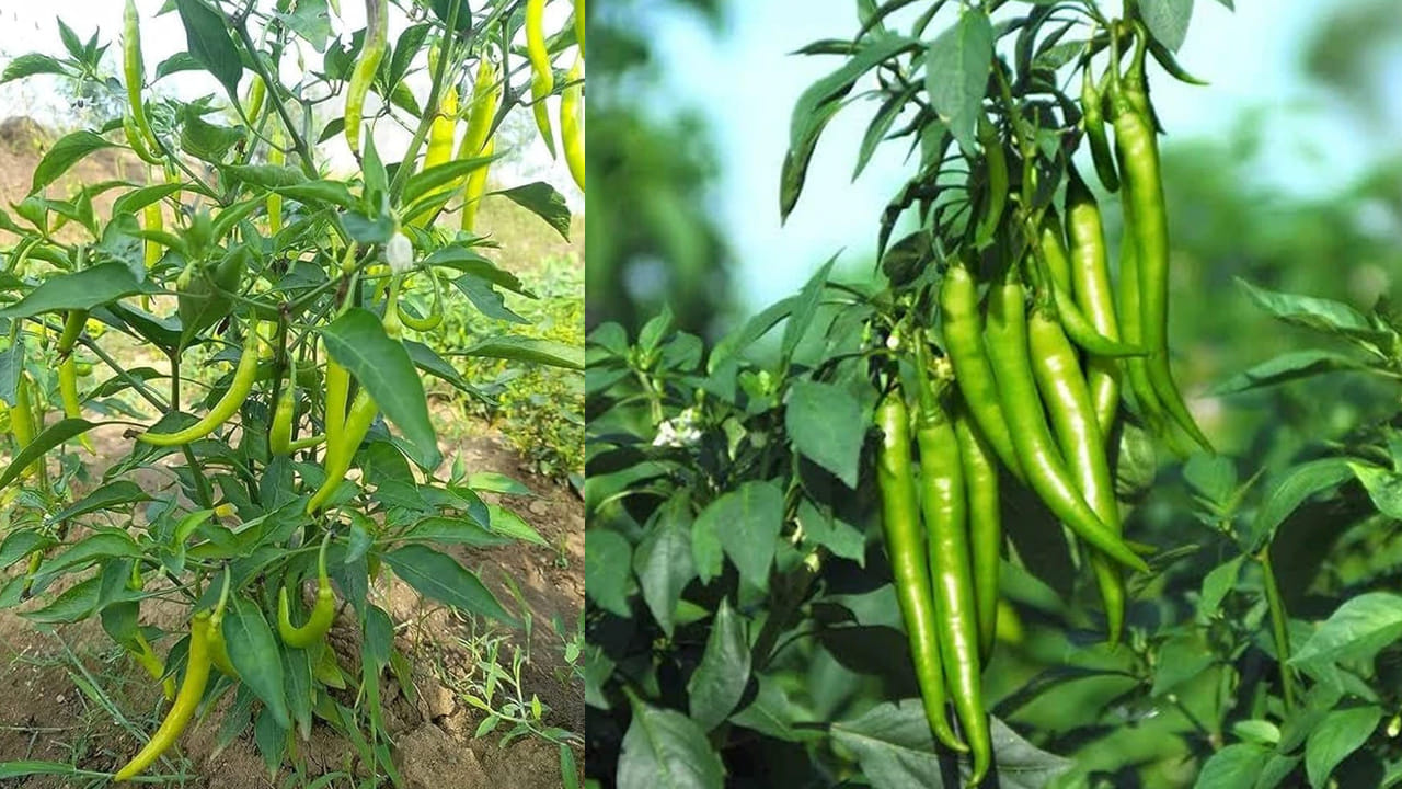 భారతీయ వంటకాల్లో పచ్చిమిరపకాయలను రోజూ ఉపయోగిస్తారు. కారం ఎక్కువగా ఉండే పచ్చిమిరపకాయలను వంట చేయడానికి వాడతారు. పచ్చిమిరపకాయలు వంటకాల రుచిని కూడా పెంచుతాయి. పచ్చిమిరపకాయలు తినడం వల్ల అనేక ప్రయోజనాలు కూడా ఉన్నాయి. మనం మార్కెట్ నుండి తెచ్చిన పచ్చిమిరపకాయలు ఒకటి రెండు రోజుల్లోనే అయిపోతుంటాయి. దీంతో సరైన సమయంలో మిరపకాయలు తెచ్చుకోవడానికి మార్కెట్‌కు వెళ్లాల్సి వస్తుంది. అటువంటి పరిస్థితిలో ఇంట్లో మిరప మొక్క ఉండటం చాలా ఉపయోగకరంగా ఉంటుంది.  కానీ, ఇంటి బాల్కనీలో లేదా కిటికీలో చిన్న కుండీలో నాటిన మిరప మొక్కకు కాయలు కాయడం లేదని చాలా మంది ఫిర్యాదు చేస్తుంటారు. మనం కష్టపడి పెంచుతాము, నీరు పోస్తాము, మొక్క పెరుగుతూనే ఉంటుంది. కానీ కాయలు కాయదు. తరచుగా, మిరప మొక్కలకు చాలా పువ్వులు పూస్తాయి. కానీ, ఈ పువ్వులను సరైన సమయంలో తొలగిస్తే, మొక్కకు చాలా మిరపకాయలు కాస్తాయి. మిరప మొక్కకు ఎక్కువ కాయలు కాసేలా చేయడానికి సరిగ్గా ఏమి చేయాలో చూద్దాం. 