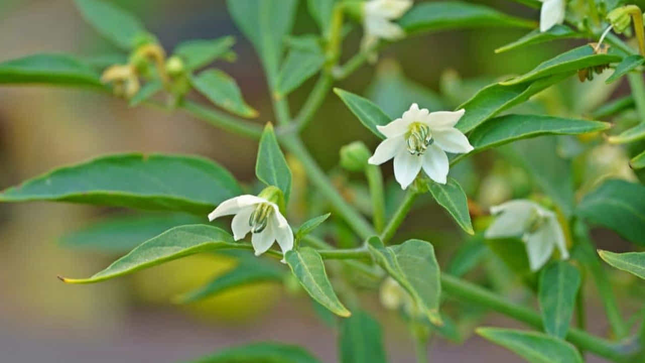 ఎక్కువ కాయలు కాయాలంటే ఏం చేయాలి? (Best Fertilizers): చాలామందికి మొక్క పెరుగుతుంది కానీ కాయలు కాయవు. దానికి 3G కటింగ్ తప్పనిసరి. అంటే, మొక్క ప్రధాన కొమ్మను పైన కొద్దిగా కట్ చేస్తే (Pinching), పక్క నుంచి ఎక్కువ కొమ్మలు వస్తాయి. ఎన్ని కొమ్మలు ఉంటే అన్ని పూలు పూస్తాయి.