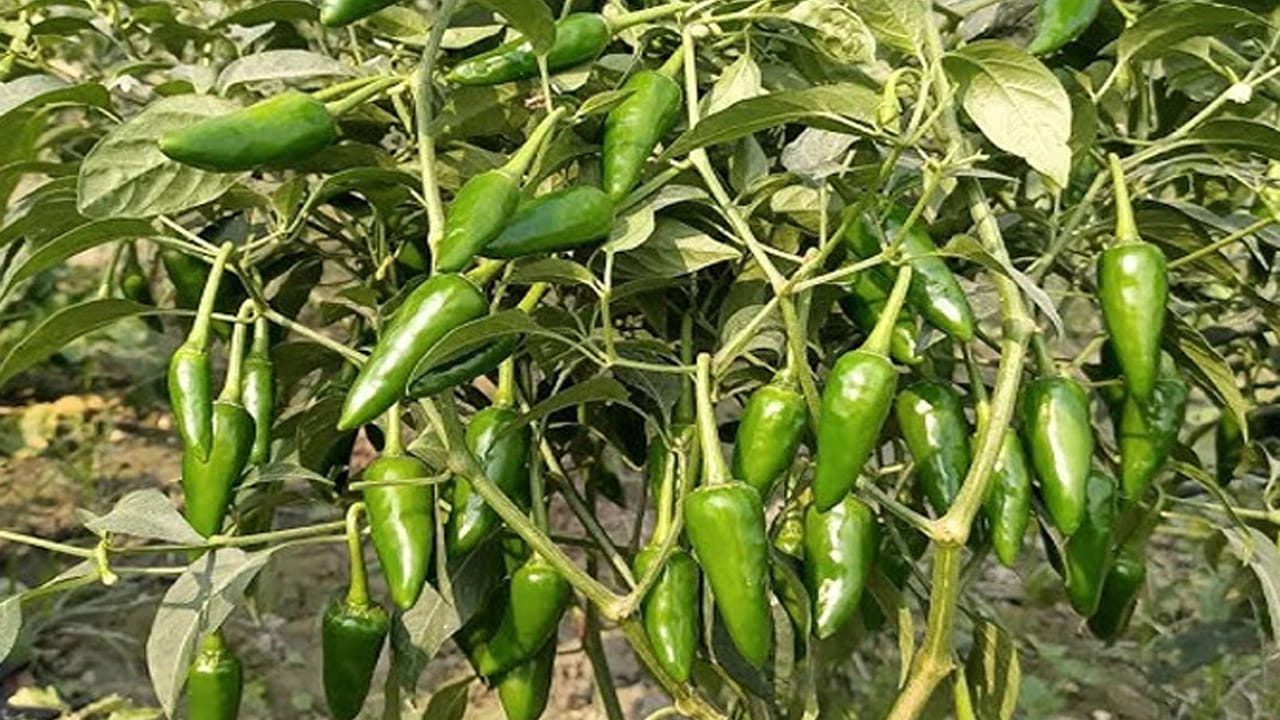 ఆకులు ముడత పడకుండా ఉండటానికి, పుల్లటి మజ్జిగను నీళ్లలో కలిపి మొక్కపై స్ప్రే చేయండి. ఇది మంచి కీటక నాశినిగా పనిచేస్తుంది. రైన పోషణ కోసం బియ్యం కడిగిన నీరు లేదా పశువుల ఎరువును వాడటం వల్ల మొక్క ఏపుగా పెరిగి ఎక్కువ కాయలు కాస్తుంది. ఆకులు ముడుచుకుపోకుండా ఉండటానికి వేప నూనె (Neem Oil) స్ప్రే చేయడం మంచిది.