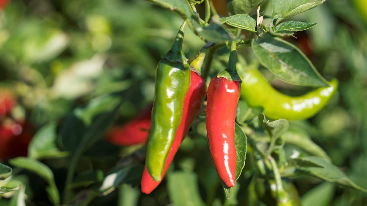 మీ దగ్గర ఉన్న నాణ్యమైన ఎండుమిర్చిని విడదీసి లోపల ఉండే గింజలను తీసుకోండి. విత్తనాలు లావుగా, తెల్లగా ఉంటే మొలకలు బాగా వస్తాయి. ఒక చిన్న గ్లాసులో లేదా ట్రేలో మట్టిని నింపి, విత్తనాలను అర అంగుళం లోతులో నాటండి. వారం రోజుల్లోనే చిన్న ఆకులు కనిపిస్తాయి. మొక్క కొంచెం పెద్దయ్యాక (4-5 ఆకులు వచ్చాక), దానిని పెద్ద కుండీలోకి మార్చాలి. 50శాతం తోట మట్టి, 30శాతం వర్మీ కంపోస్ట్ లేదా పశువుల ఎరువు, 20శాతం ఇసుక లేదా కోకోపిట్ కలిపితే వేర్లు బాగా విస్తరిస్తాయి.