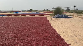 దొంగల గుండెల్లో సైరన్ మోగిస్తున్న మిర్చి రైతులు!