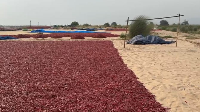 దొంగల గుండెల్లో సైరన్ మోగిస్తున్న మిర్చి రైతులు!