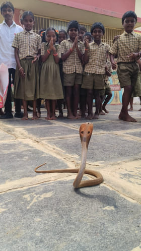 Markapuram: వామ్మో.. ప్రాథమిక పాఠశాలలో నాగుపాము ప్రత్యక్షం