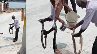 Narsampet: వామ్మో.. 6 అడుగుల నాగుపామును పట్టి.. దానికి స్నానం చేయించి.. ఆపై..