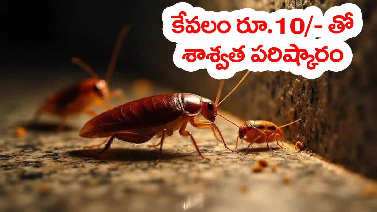 బొద్దింకలు వంటగదిలో అత్యంత చికాకు కలిగించే కీటకాలు. ఇవి ముఖ్యంగా వంటగదులు, బాత్రూంలు, తడి ప్రదేశాలలో ఎక్కువగా కనిపిస్తుంటాయి. ఇవి అనేక వ్యాధులను కూడా వ్యాపింపజేస్తాయి. అయితే వీటి నివారణకు కొంతమంది మార్కెట్లో దొరికే రసాయన స్ప్రేలు లేదా పౌడర్లను ఉపయోగించి బొద్దింకలను చంపుతారు. కానీ ఇలా చేయడం పిల్లలకు, పెంపుడు జంతువులకు ప్రమాదకరం.