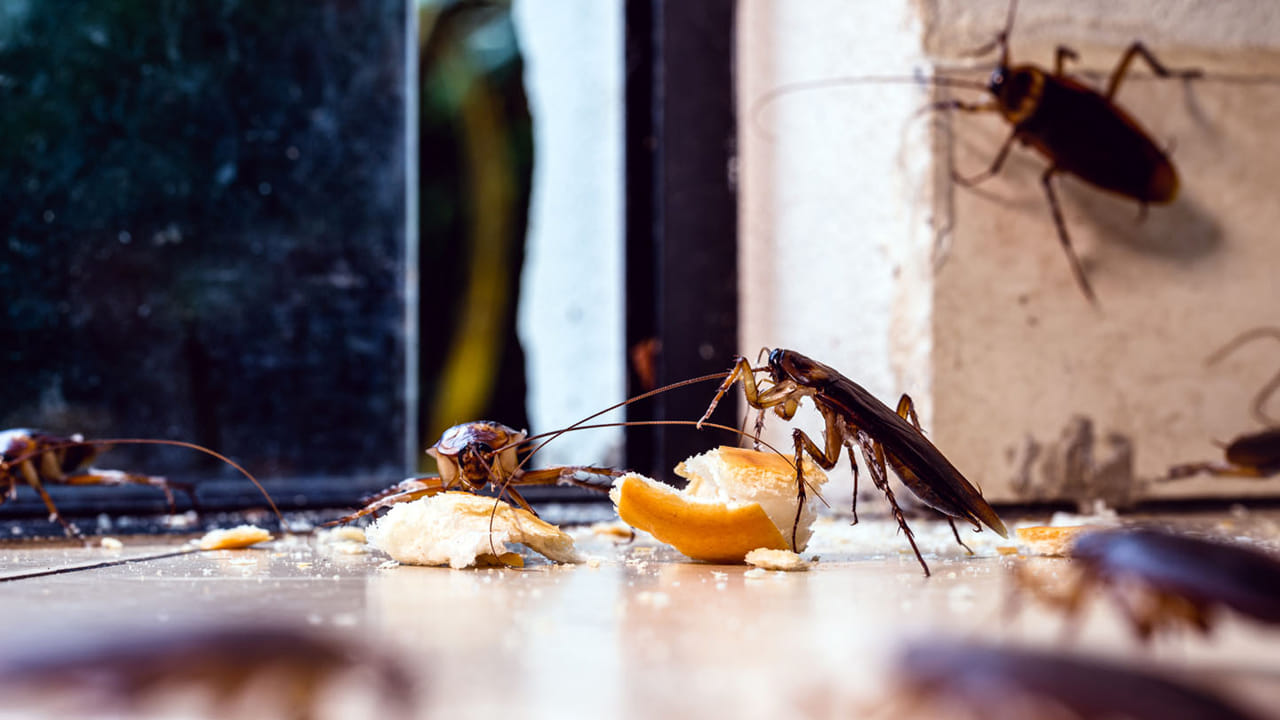 బొద్దింకల శరీరాన్ని ప్రకృతి అద్భుతమని చెప్పవచ్చు. దీని శరీరం తల, థొరాక్స్ (పొట్ట, తల మధ్య భాగం), అబ్డామిన్ (పొట్ట భాగం) అనే మూడు ప్రధాన భాగాలుగా విభజించబడింది. తలలోని రెండు యాంటెనాలు వాటికి ఇంద్రియావయవాలుగా పనిచేస్తాయి, చుట్టూ ఉన్న వాతావరణాన్ని, వస్తువులను అన్వేషించడానికి సహాయపడతాయి. వాటి శరీరానికి పైన కనిపించే నలుపు లేదా ముదురు గోధుమ రంగు పెంకును ఎక్సోస్కెలిటన్ అంటారు. కైటిన్‌తో తయారైన ఈ భాగం చాలా బలంగా ఉంటుంది, ఇది పర్యావరణ మార్పుల నుండి, శత్రువుల నుండి బొద్దింకలను రక్షిస్తుంది.
