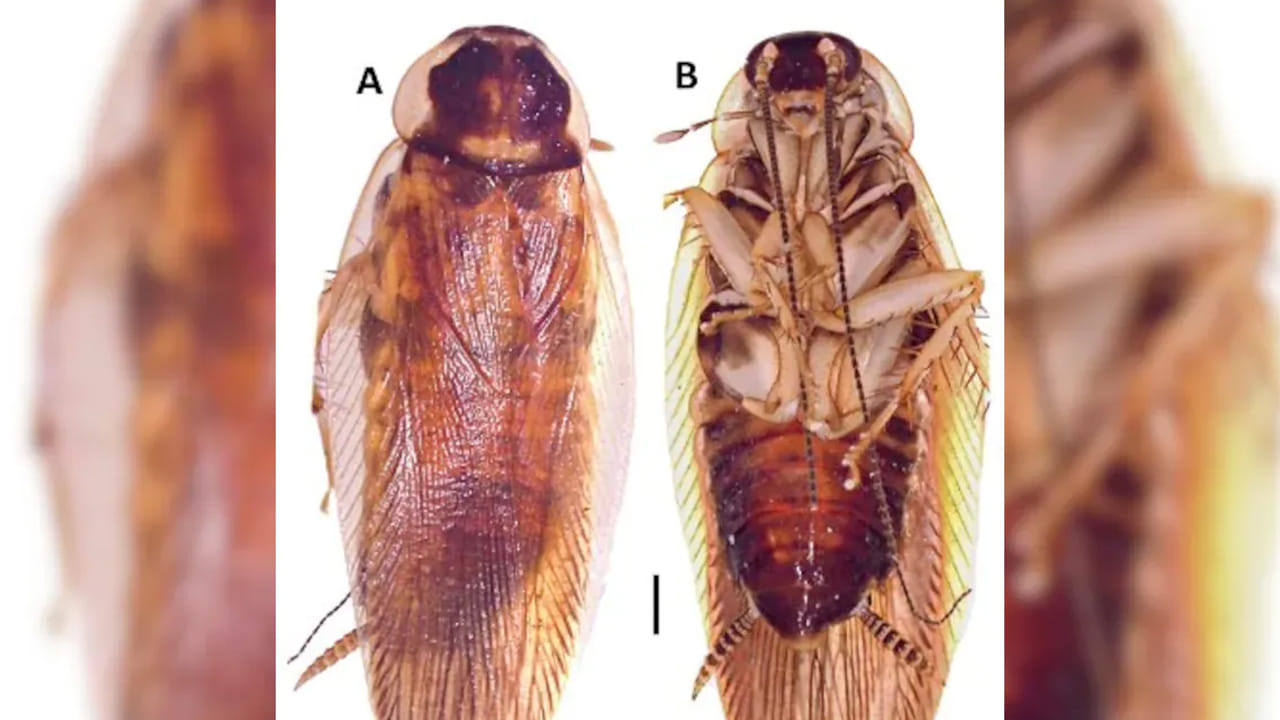 అణుదాడి నుంచి బొద్దింకలు బయటపడతాయనే సాధారణ నమ్మకంపై నిపుణులు వివరాలు తెలిపారు. అణుదాడి జరిగినప్పుడు ఇతర జీవుల మాదిరిగానే బొద్దింకలు కూడా వేడికి, కణజాల విచ్ఛిన్నానికి గురై చనిపోతాయి. అయినప్పటికీ, ఇతర జీవుల కంటే సుమారు 15 రెట్లు ఎక్కువ రేడియేషన్‌ను తట్టుకునే సామర్థ్యం వీటికి ఉందని నిపుణులు అంగీకరించారు. బొద్దింకల జన్యుపదార్థం, అడాప్టబిలిటీ వాటిని అధిక రేడియేషన్ ఉన్న పరిస్థితులలో కూడా జీవించడానికి అనుకూలంగా మారుస్తుంది. వాటి జీవితకాలం జాతులను బట్టి 150 రోజుల నుంచి ఒక సంవత్సరం వరకు ఉండవచ్చు.