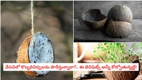 వేసవిలో కొబ్బరిచిప్పలను పారేస్తున్నారా?.. ఈ బెనిఫిట్స్ అన్నీ కోల్