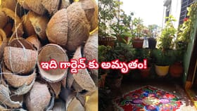 కొబ్బరి చిప్పలు పడేస్తున్నారా..? ఇందులో ఉండే పోషకాలు తెలిస్తే